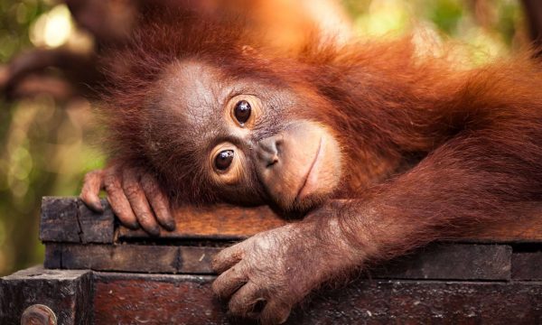 Producenti palmového oleje odstraňují orangutany – a to i přes sliby nadnárodních společností