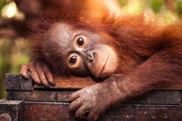 Producenti palmového oleje odstraňují orangutany – a to i přes sliby nadnárodních společností